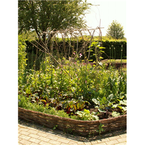 Home Grown Veg Every Day 7th March 2026